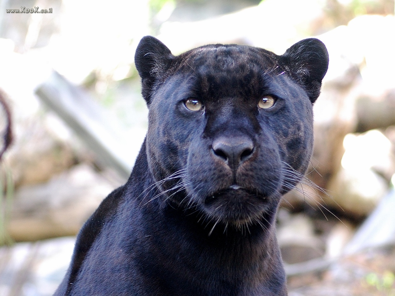 Krafttier schwarzer panther