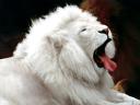 רקעים אריה לבן