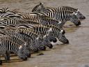 תמונת רקע זברות Zebras