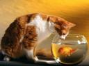 רקעים חתול ודג