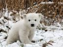 polar bear