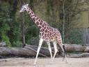 giraffe