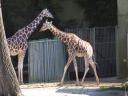 רקעים giraffe