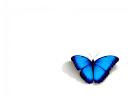 רקעים bluebutterfly