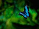 bluebutterfly