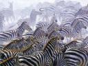 רקעים Zebras