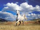 רקעים סוס לבן