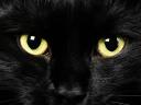 רקעים פרצוף של חתול שחור