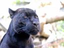 רקעים פנתר שחור Panther