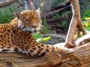 Jaguar Panthera