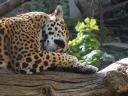 Jaguar Panthera