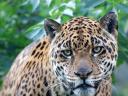 Jaguar Panthera