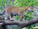 רקעים Jaguar Panthera