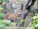 Jaguar Panthera