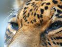 רקעים Jaguar Panthera