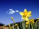 רקעים Daffodil Days