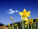 Daffodil Days