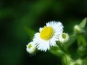 רקעים Erigeron annuus