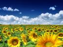 תמונת רקע Summer Sunflowers