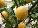 lemon on tree