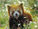 תמונת רקע Firefox Red Panda