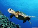 רקעים Green Sea Turtle