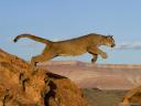 תמונת רקע Leaping Mountain Lion
