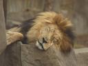 תמונת רקע אריה ישן