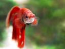 Betta splendens