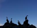 רקעים Cormorants at dusk