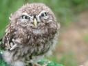 רקעים Eurasian Little Owl - Athena N