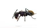 רקעים Golden-Tailed Spiny Ant