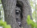 רקעים Raccoons in Hiding