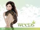 רקעים Weeds