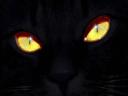 רקעים עיני חתול שחור