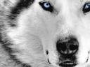 רקעים כלב זאב