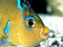 רקעים atlantic blue angelfish