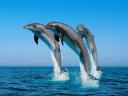 רקעים dolphins