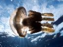 רקעים jellyfish hawaii