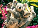רקעים koalas