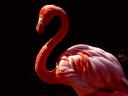 רקעים pink_flamingo
