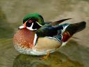 תמונת רקע wood duck