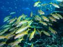 רקעים yellow goatfish