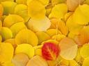 aspen leaves