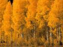 aspen trees