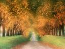 רקעים autumn road
