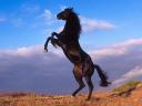 תמונת רקע סוס