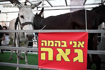 תמונת בהמה גאה