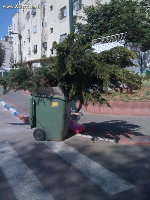 תמונת ככה צומחים עצים בשכונת התקווה