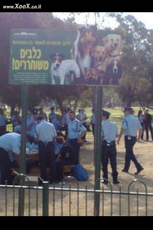 תמונת כלבים משוחררים